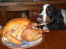 dog-looking-at-turkey
