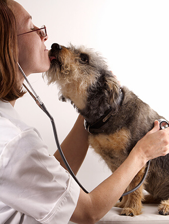 pet cardiology