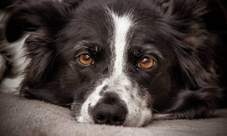 emergency pet care