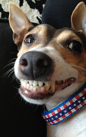 pet dental care