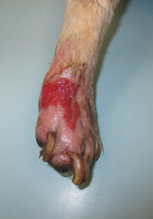 Laser Therapy Middle