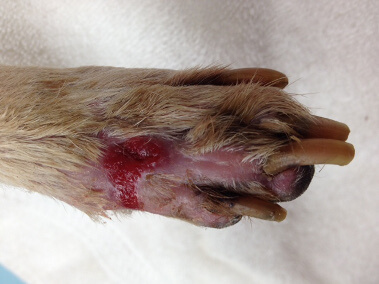 Laser Therapy Middle