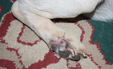 Laser Therapy Before
