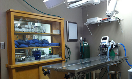 veterinary surgery and orthopedics
