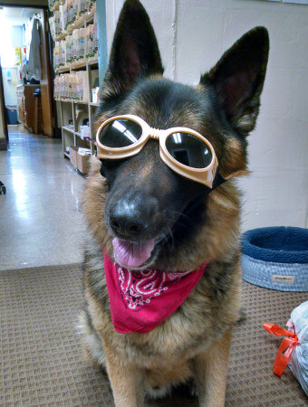 pet pain management