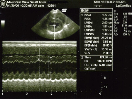 radiology and ultrasound